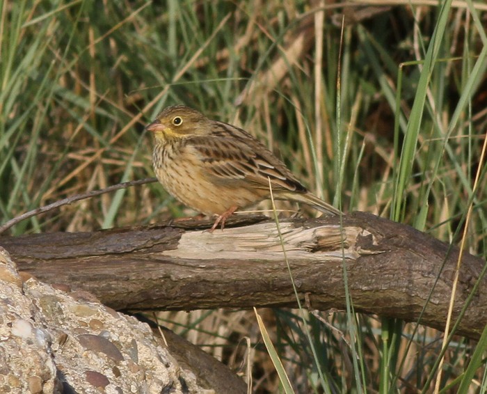 Ortolan Bunting