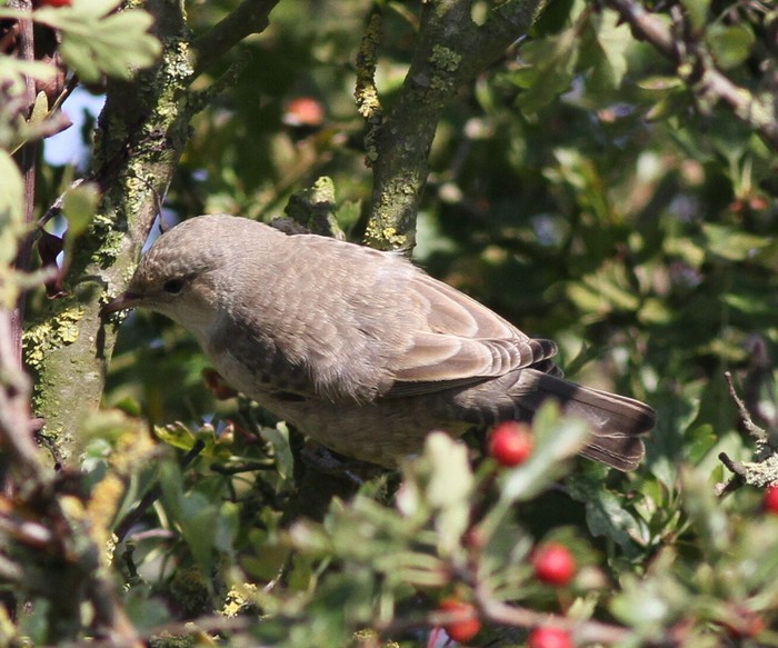Barred Warbler