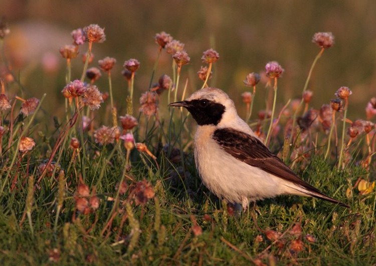 Eastern Black-eared Wheatear