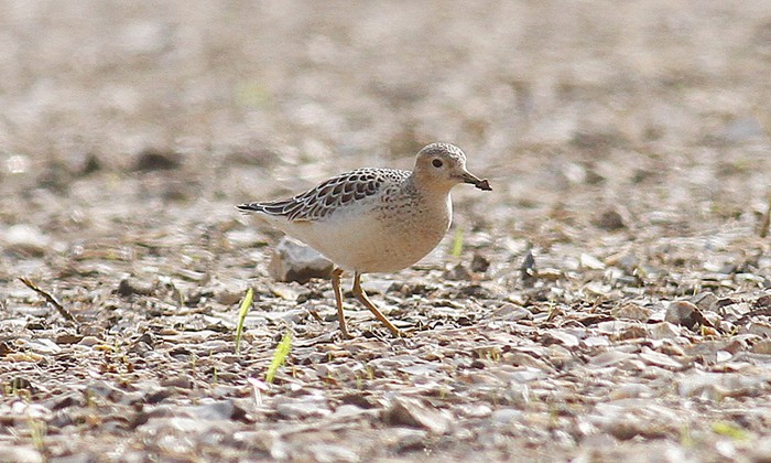 Buff-breasted Sandpiper