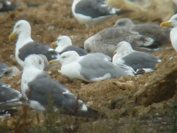 Caspian Gull