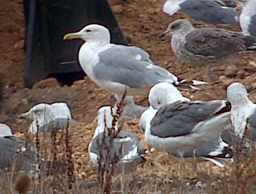 Caspian Gull