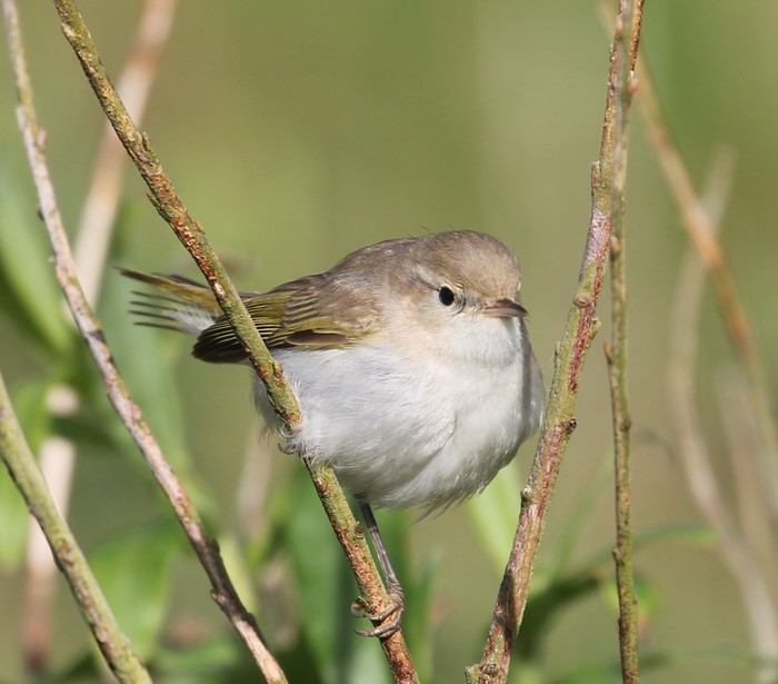 Western Bonelli's Warbler