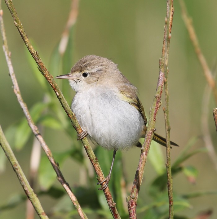 Western Bonelli's Warbler