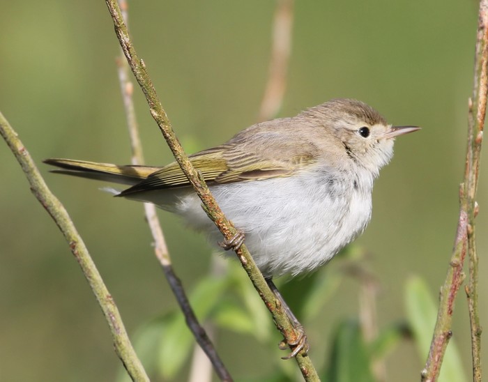 Western Bonelli's Warbler