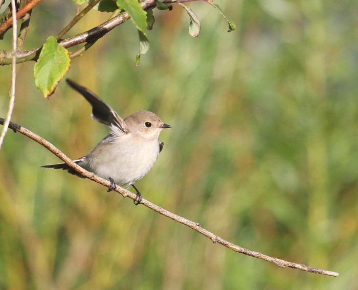 Pied Flycatcher