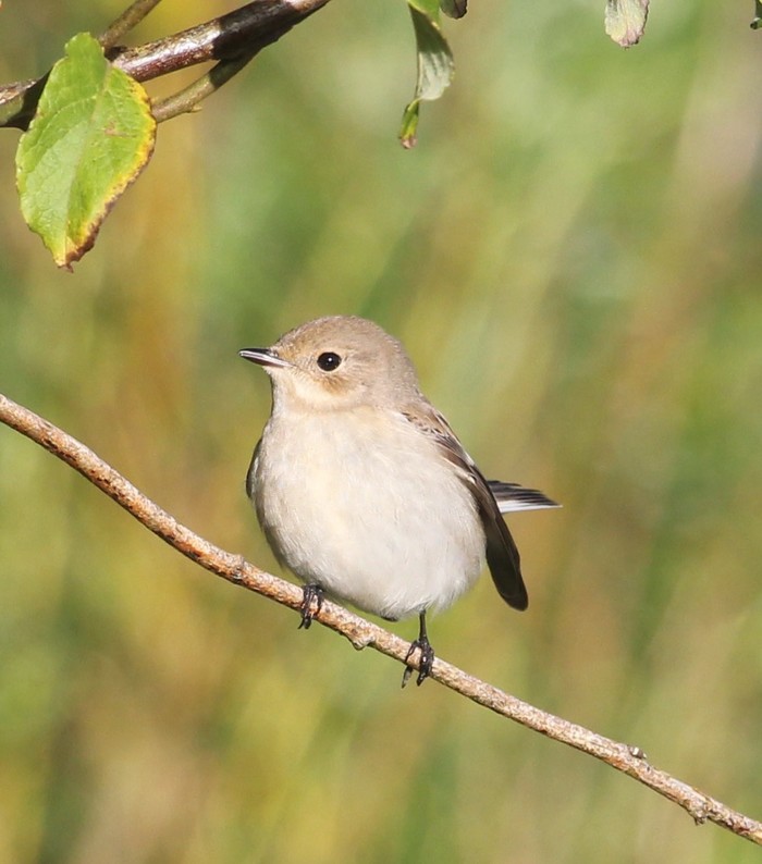 Pied Flycatcher