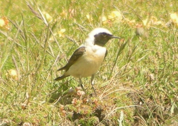 Eastern Black-eared Wheatear
