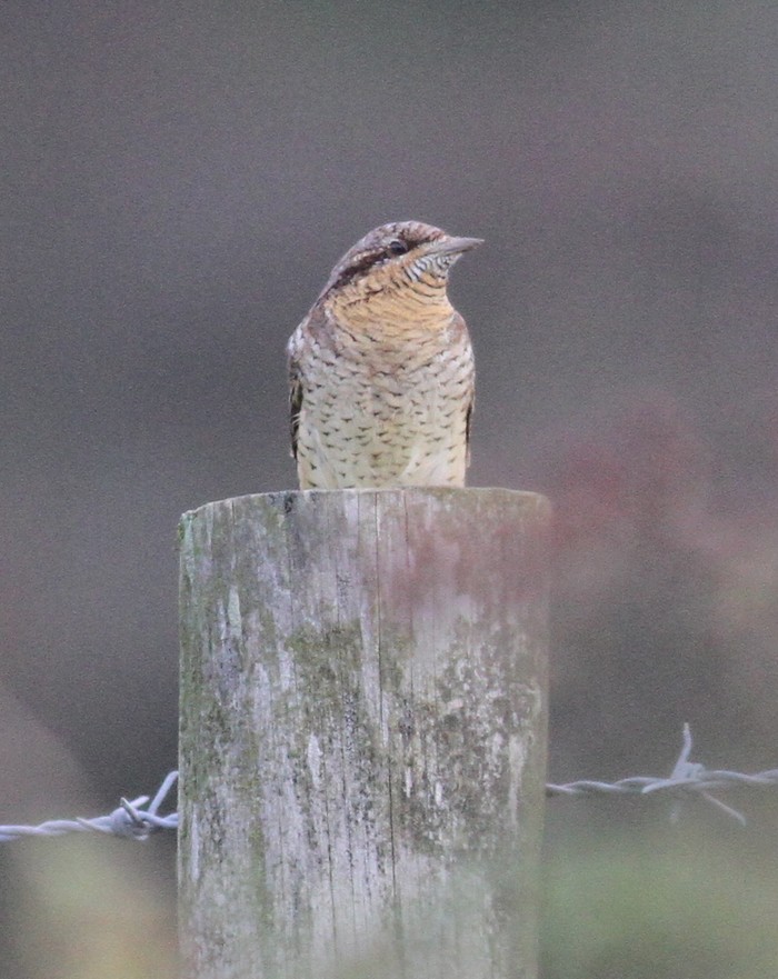 Wryneck