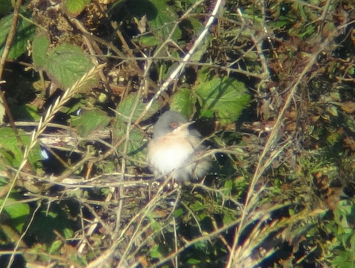 Subalpine Warbler