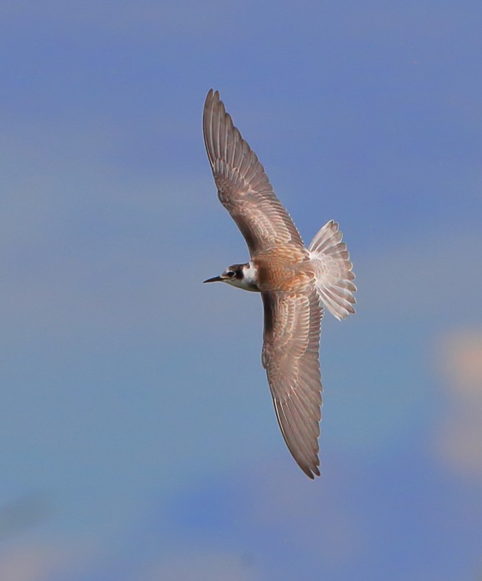 Black Tern