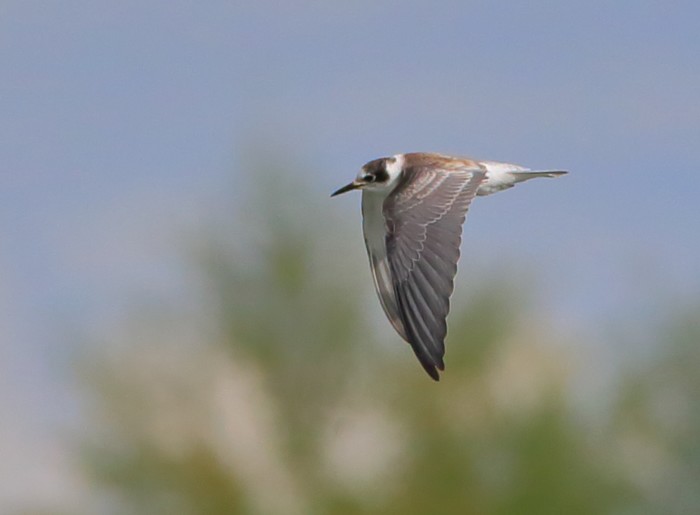 Black Tern