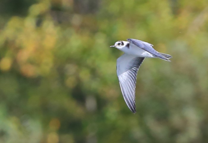 Black Tern