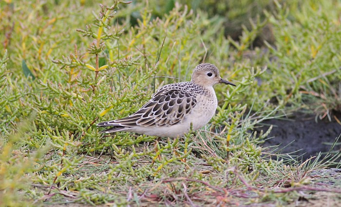 Buff-breasted Sandpiper