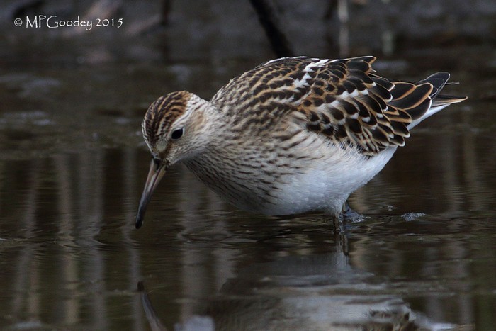 Pectoral Sandpiper