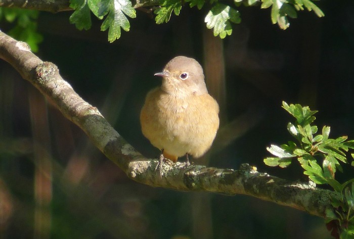 Redstart