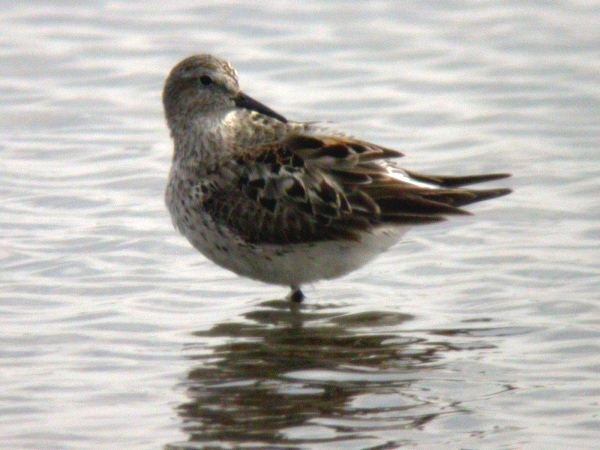 White-rumped Sandpiper