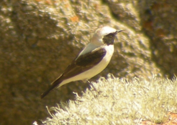 Eastern Black-eared Wheatear