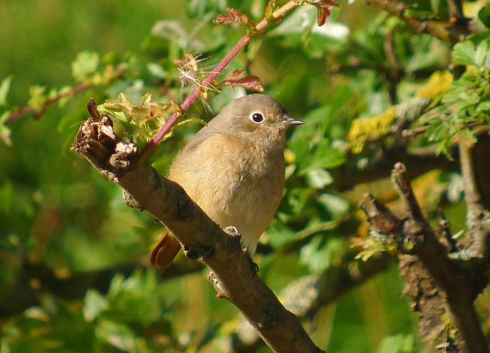 Redstart