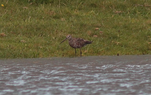 Hudsonian Godwit