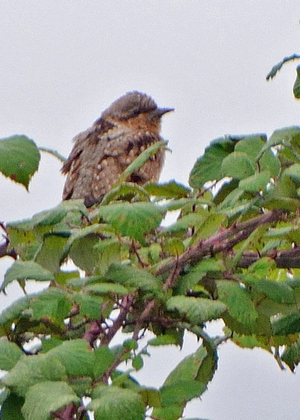 Wryneck