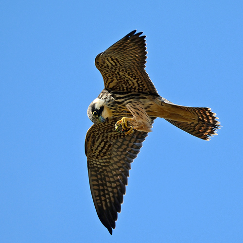Hobby