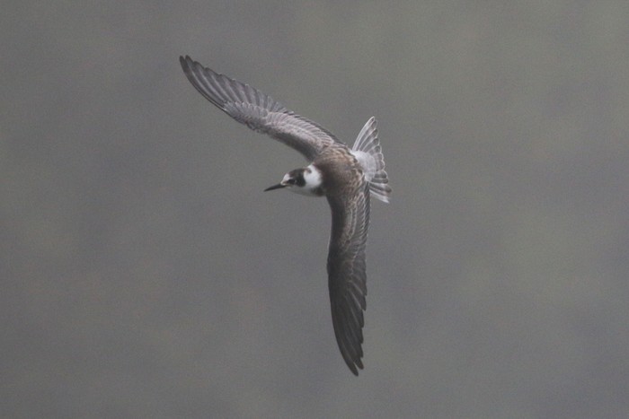 Black Tern