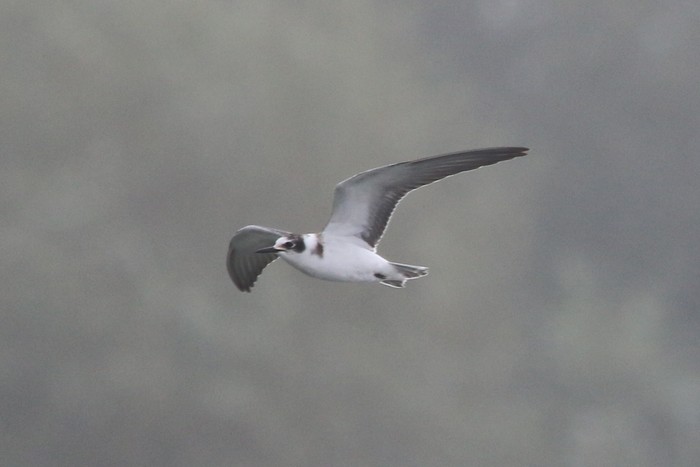 Black Tern 