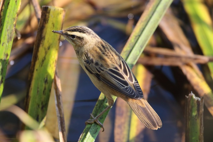 Sedge Warbler