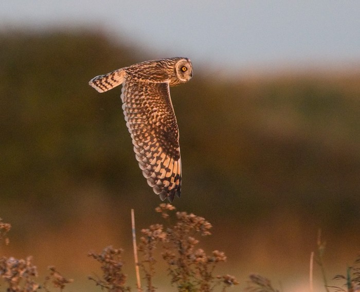 Short-eared Owl