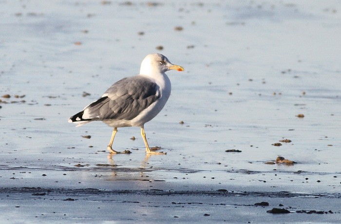 Yellow-legged Gull