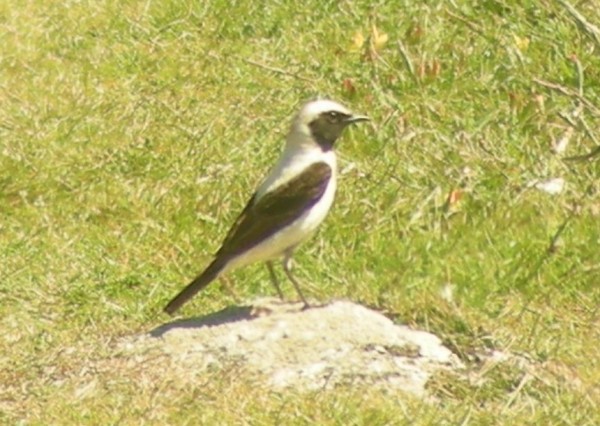 Eastern Black-eared Wheatear