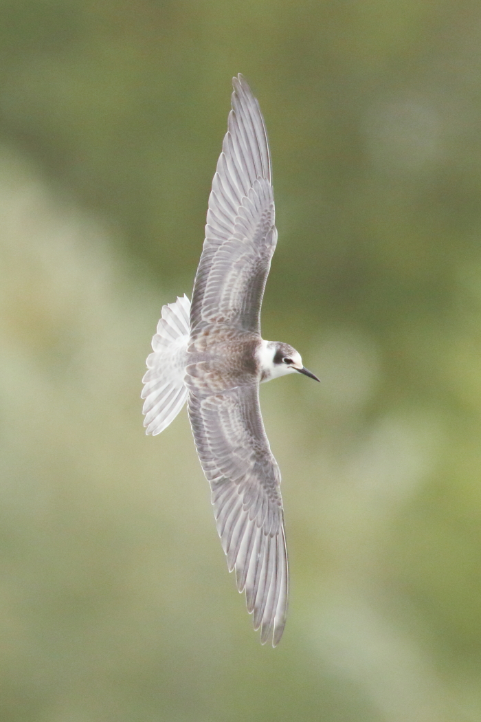 Black Tern