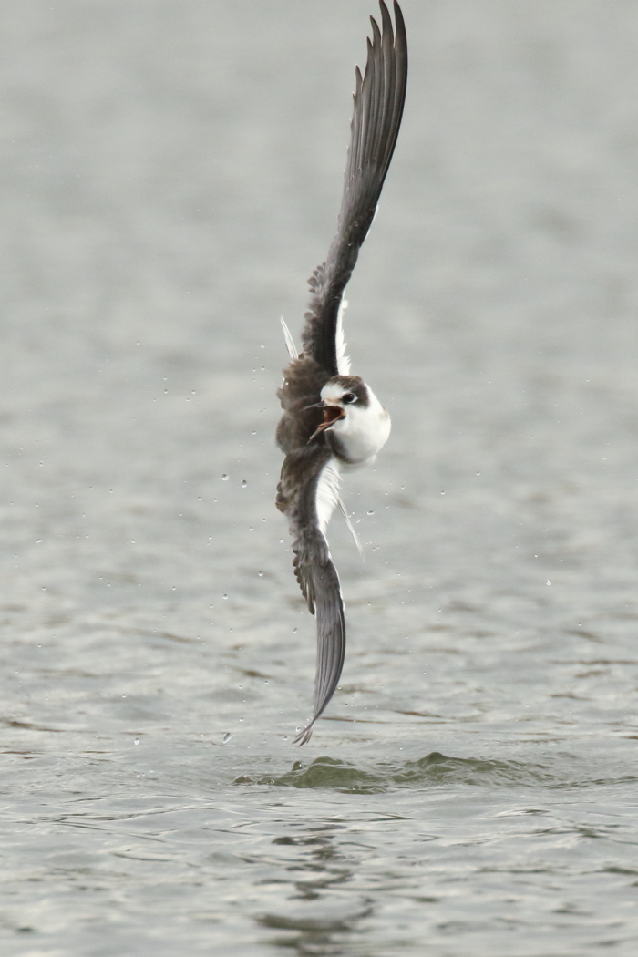 Black Tern