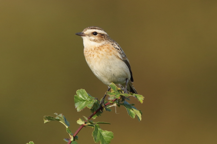 Whinchat