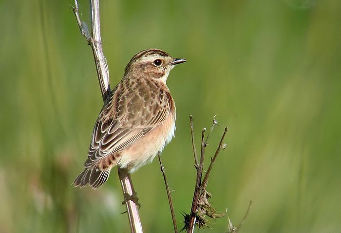 Whinchat