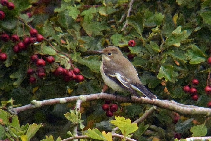 Pied Flycatcher