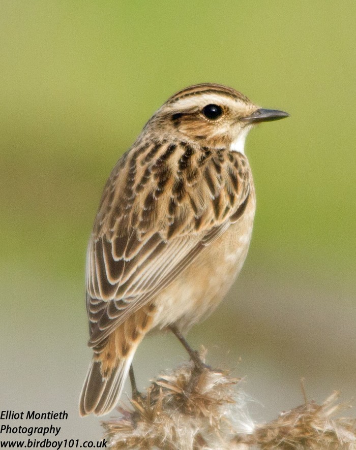 Whinchat