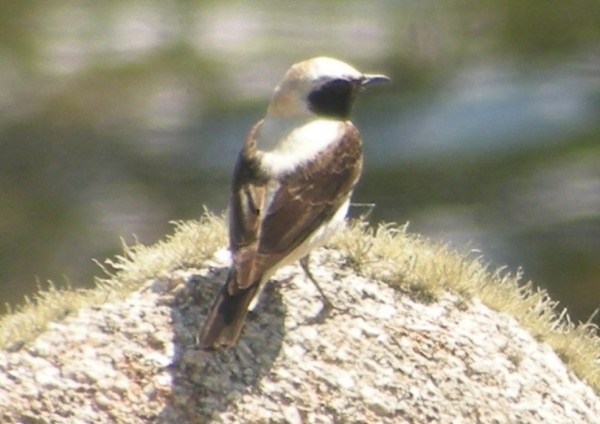Eastern Black-eared Wheatear