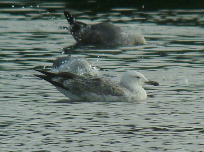 Caspian Gull