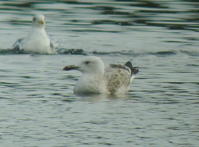 Caspian Gull