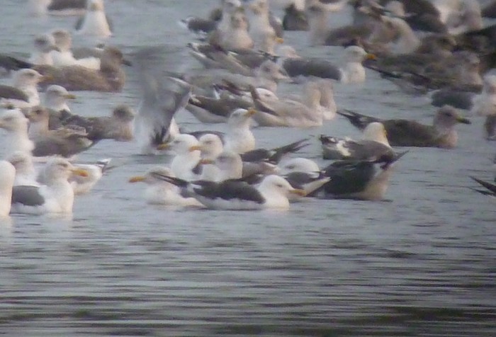 Baltic Gull