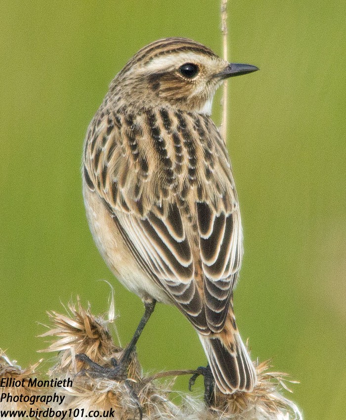 Whinchat