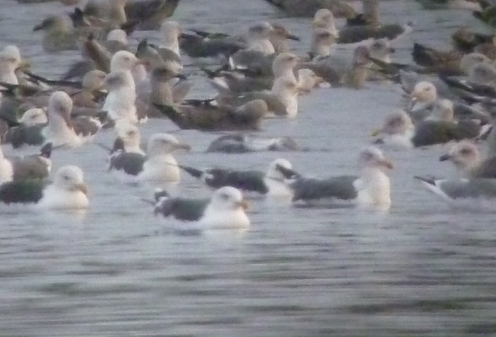Baltic Gull