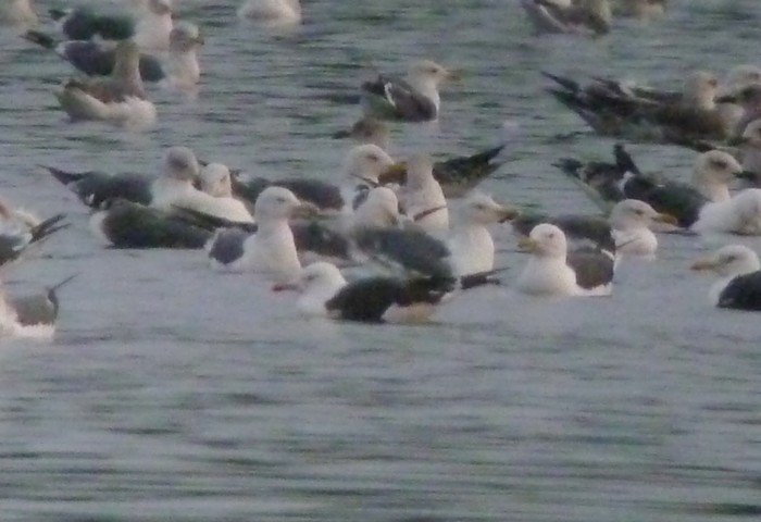 Baltic Gull