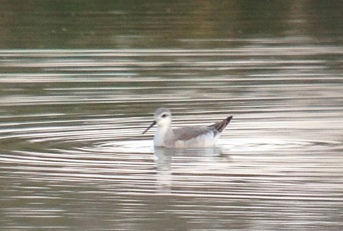 Wilson's Phalarope