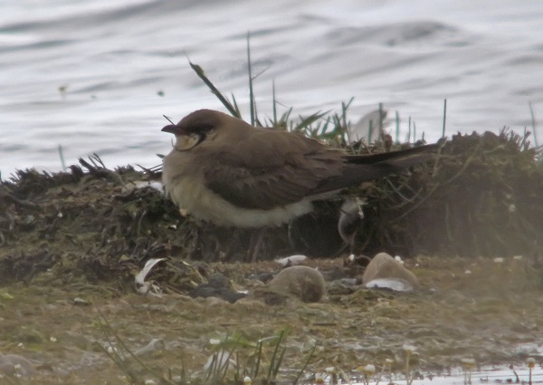 Oriental Pratincole