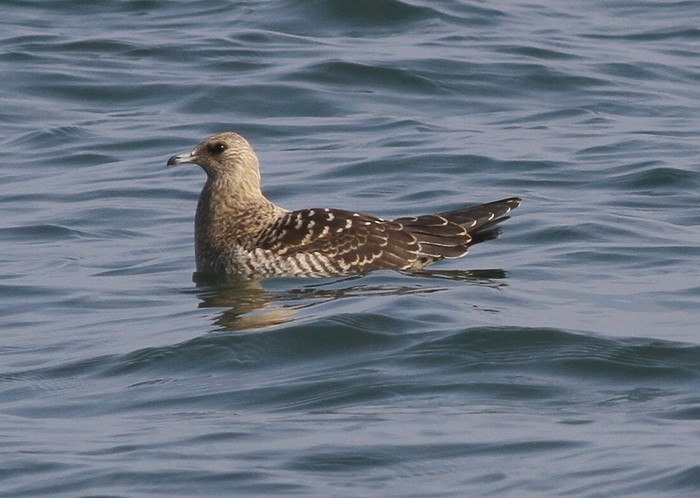 Arctic Skua