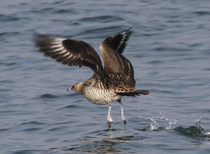 Arctic Skua