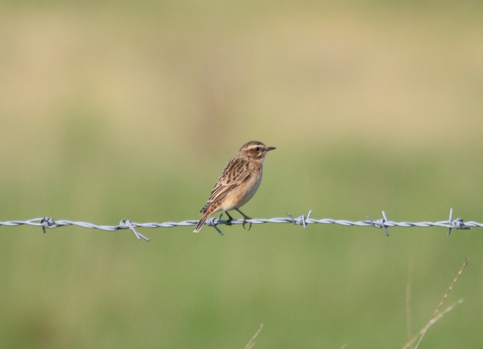 Whinchat